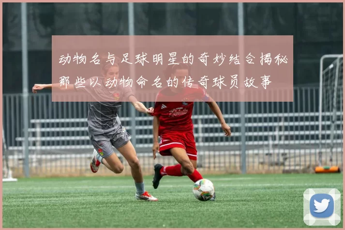 动物名与足球明星的奇妙结合揭秘那些以动物命名的传奇球员故事